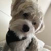 kylopup